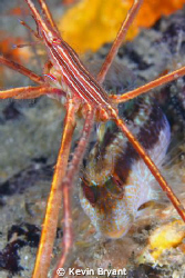 An issue, sometimes, with diving at BHB, is that it can b... by Kevin Bryant 